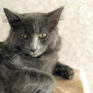 Meet your Posher, Bo